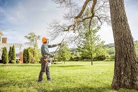 Tree Removal Services